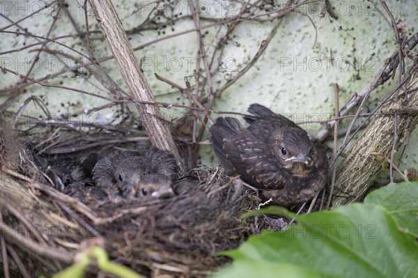 Five young, fledged blackbirds (Turdus merula) still in the nest, in the clutch, twelve days old,