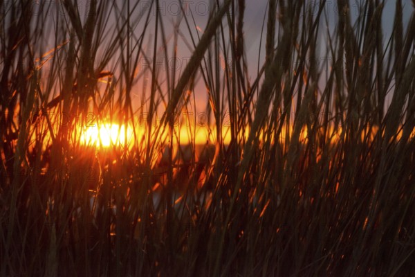 Intense red sunlight shimmers through tall grasses and creates a warm atmosphere, European Marram