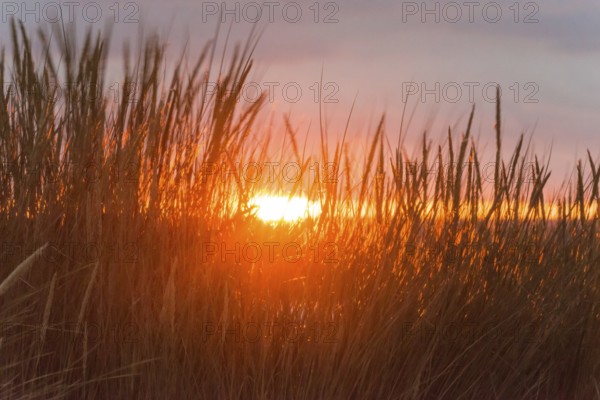 Intense red sunlight shimmering through tall grasses, warm atmosphere, European Marram Grass