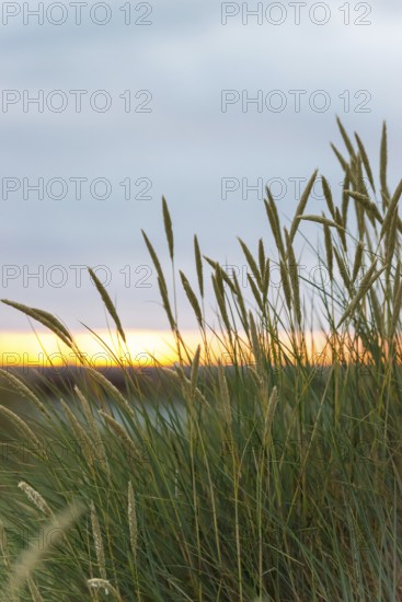 European Marram Grass (Ammophila arenaria (L.) Link, Syn.: Calamagrostis arenaria (L.) Roth), also