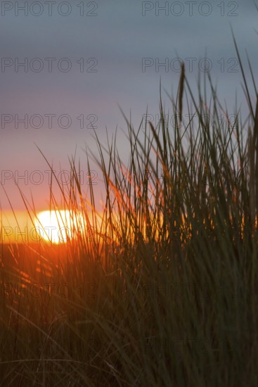 Intense red sunlight shimmers through tall grasses and creates a warm atmosphere, European Marram