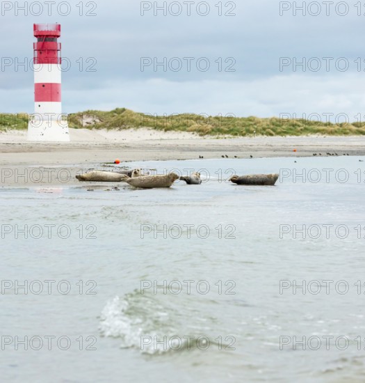 Several harbour seals (Phoca vitulina), seals, resting at low tide at the edge of the water, shore,