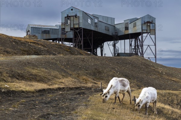 Svalbard roe deer (Rangifer tarandus platyrhynchus) in front of Taubanestralen, transport cableway,