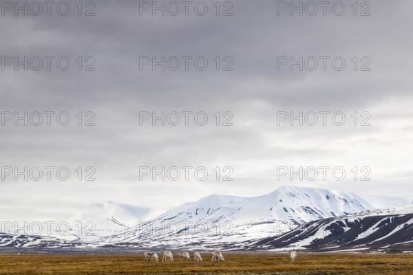 Group of Svalbard Rhen (Rangifer tarandus platyrhynchus) grazing off Snow Mountain, Mammals