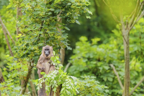 A female Drill (Mandrillus leucophaeus) sits high up in a tree, eating leaves. A green forest can
