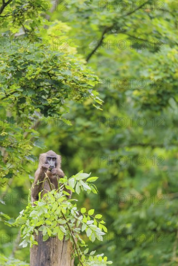 A female Drill (Mandrillus leucophaeus) sits high up in a tree, eating leaves. A green forest can