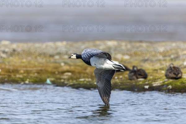 White-fronted Goose (Branta leucopsis), Geese (Anseriformes), in flight, Aventdalen, Longyearbyen,