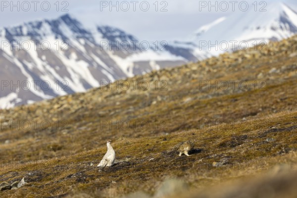 Ptarmigan (Lagopus), pair in front of mountain scenery, chicken birds (Galliformes), Aventdalen,