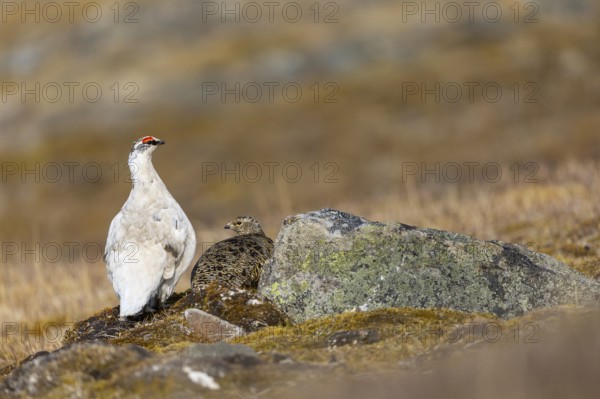 Ptarmigan (Lagopus), Pair, Chicken birds (Galliformes), Aventdalen, Longyearbyen, Spitsbergen,