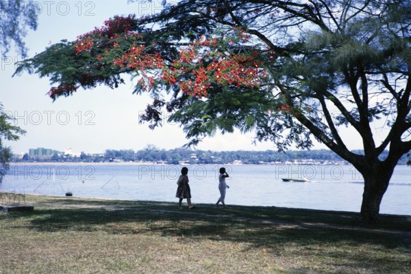 Red flowers of Royal Poinciana tree, Delonix regia, on the waterfront at Johor Bahru, Malaysia,