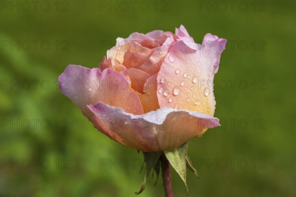 Pink blossom of the shrub rose with water droplets, green background, North Rhine-Westphalia,