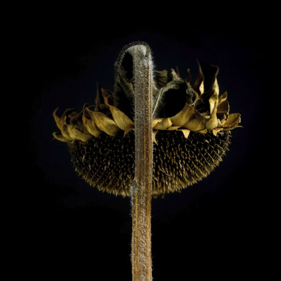 A dead sunflower stands prominently against a black background, highlighting its dried petals and