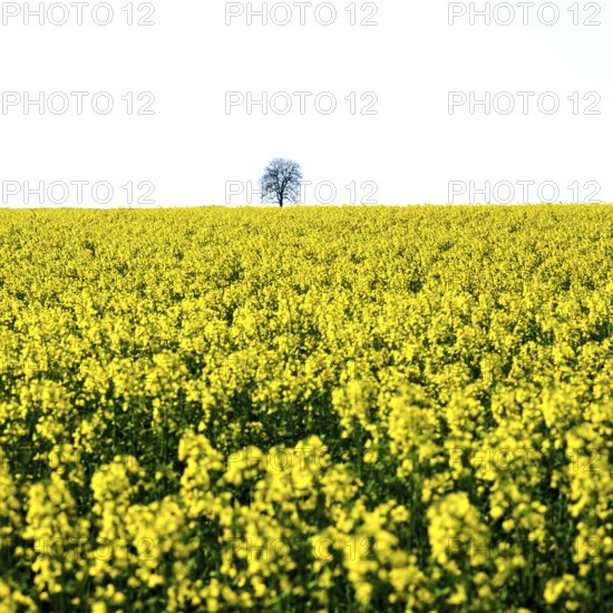 A solitary tree rises above a bright, yellow colza field in Limagne plain, Puy de Dome. This scene