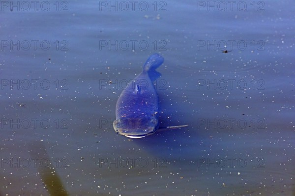 Catfish, fish pond, Fischers Land Boek, Mecklenburg Lake District, Mecklenburg-Western Pomerania,