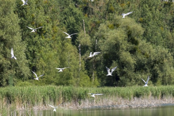 Terns flying over a fish pond, Fischers Land Boek, Mecklenburg Lake District, Mecklenburg-Western