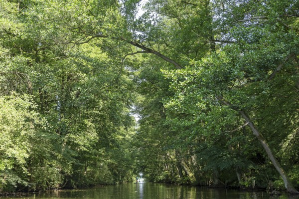 Canal between Leppinsee and Woterfitzsee, trees, Müritz National Park, Mecklenburg Lake District,