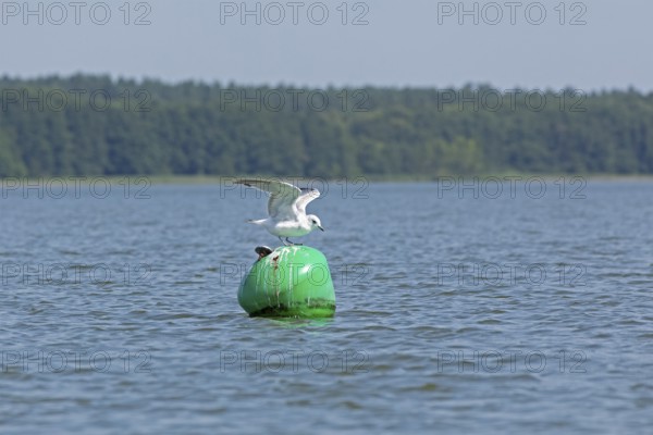 Gull, Mew Gull (Larus canus) sitting on a buoy, Woterfitzsee, Müritz National Park, Mecklenburg