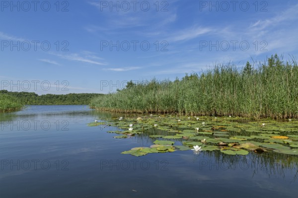 Water lilies, reeds, Caarpsee, Müritz National Park, Mecklenburg Lake District, Mecklenburg-Western