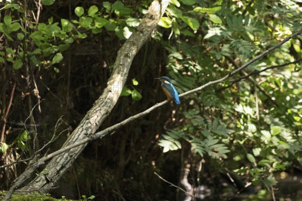Kingfisher (Alcedo atthis) sitting on a branch, trees, Alte Fahrt canal between Bolter Schleuse and