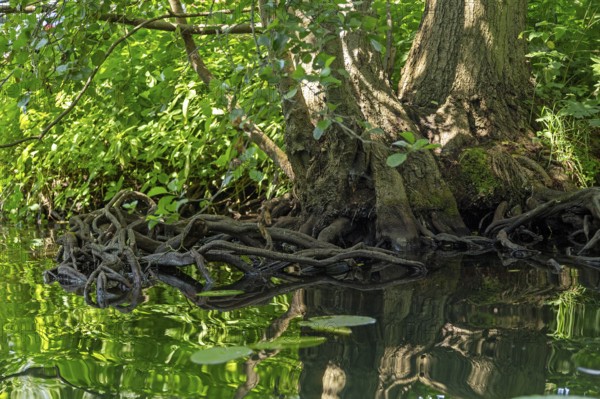 Rootstock of a tree, Alte Fahrt canal between Bolter Schleuse lock and Caarpsee lake, Müritz