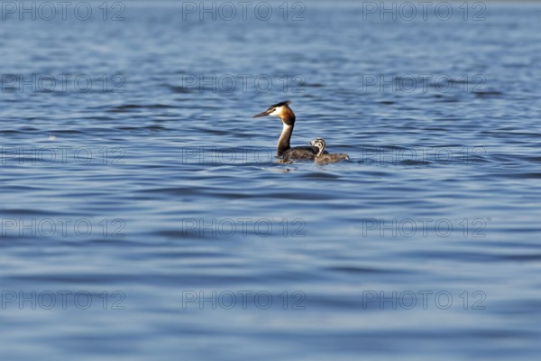 Great Crested Grebe (Podiceps ribbonfish) with juvenile, Leppinsee, Rechlin, Mecklenburg Lake