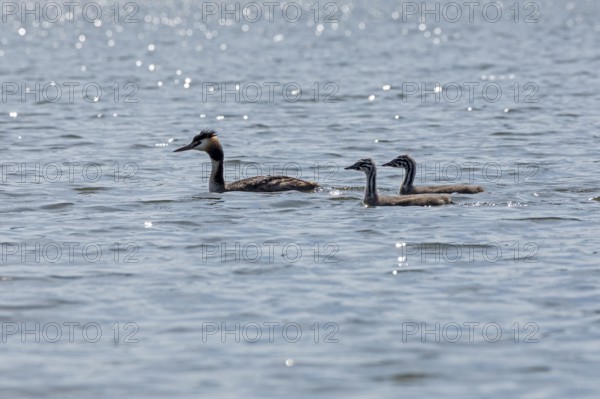 Great Crested Grebe (Podiceps ribbonfish) with young, Leppinsee, Rechlin, Mecklenburg Lake