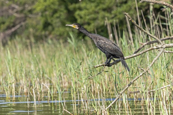 Cormorant (Phalacrocorax carbo) sitting on a branch, Leppinsee, Mecklenburg Lake District,
