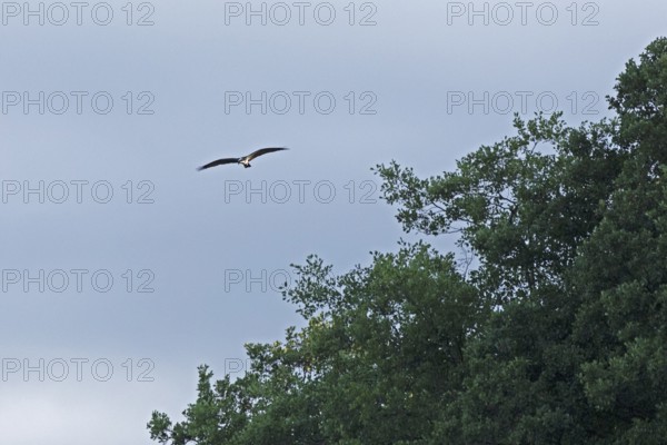 Osprey (Pandion haliaetus) in flight over Lake Leppin, trees, Rechlin, Mecklenburg Lake District,