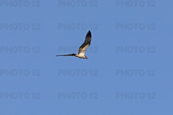 Osprey (Pandion haliaetus) in flight over Lake Leppin, Rechlin, Mecklenburg Lake District,