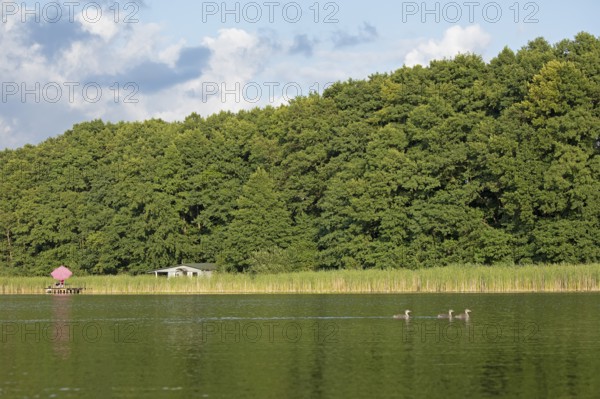 Parasol, holiday home, young great crested grebe (Podiceps Scalloped ribbonfish), Leppinsee,