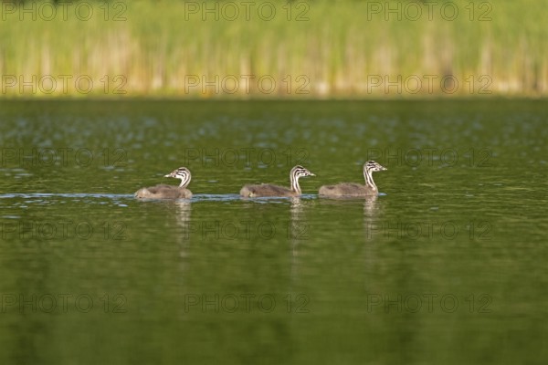 Young great crested grebe (Podiceps ribbonfish), Leppinsee, Rechlin, Mecklenburg Lake District,