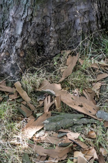 Plane trees, Platanus × acerifolia, often shed their bark in summer, the bark cannot grow with the