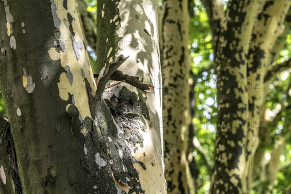 Plane trees, Platanus × acerifolia, often shed their bark in summer, the bark cannot grow with the