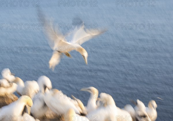 Northern gannet (Morus bassanus) (synonym: Sula bassana) with outstretched wings, with head and