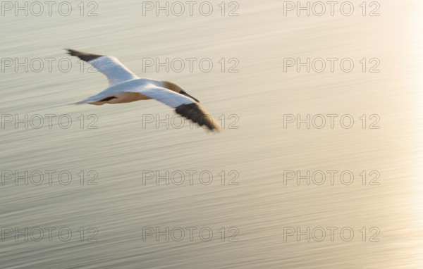 Northern gannet (Morus bassanus) (synonym: Sula bassana) flies elegantly at dusk over the calm,