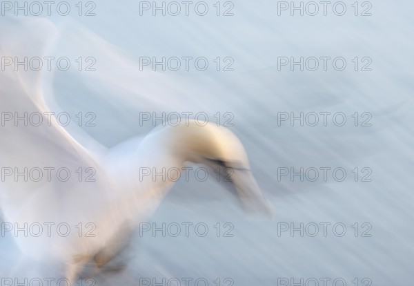 Northern gannet (Morus bassanus) (synonym: Sula bassana) with outstretched wings, with head and