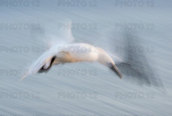 Gannet (Morus bassanus) (synonym: Sula bassana), spread, softly blurred wings, with head stretched