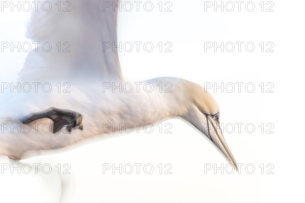 Northern gannet (Morus bassanus) (synonym: Sula bassana) with outstretched wings in landing