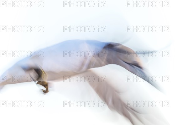 Northern gannet (Morus bassanus) (synonym: Sula bassana) with spread wings, close-up landing