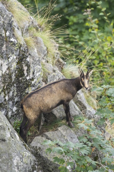 Chamois (Rupicapra rupicapra) on a mountain cliff in the Vosges Mountains, wildlife, France