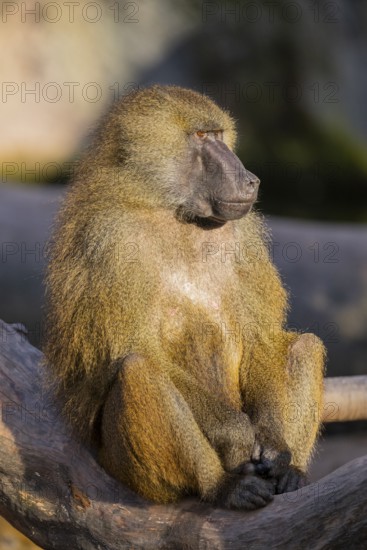 Guinea baboon (Papio papio) sitting on the ground, Bavaria, Germany Europe