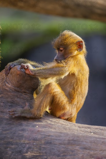 Guinea baboon (Papio papio) youngster sitting on the tree trunk, Bavaria, Germany Europe