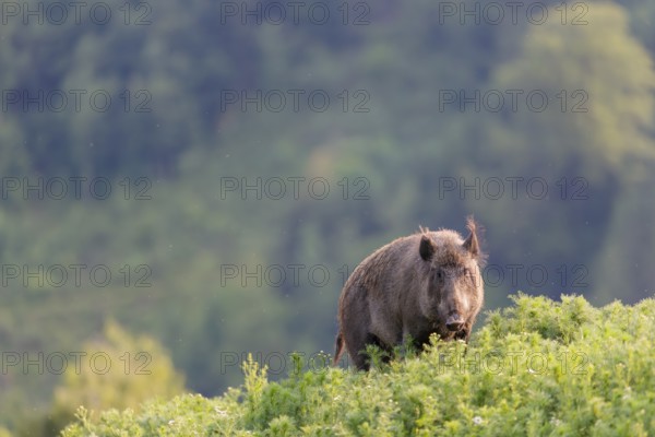 A wild boar (Sus scrofa) runs across a field of wild chamomile (Matricaria chamomilla). Bavaria,