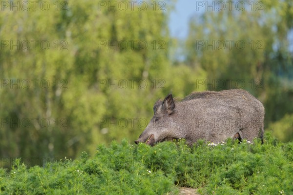 A wild boar (Sus scrofa) stands in a field of wild chamomile (Matricaria chamomilla). Bavaria,