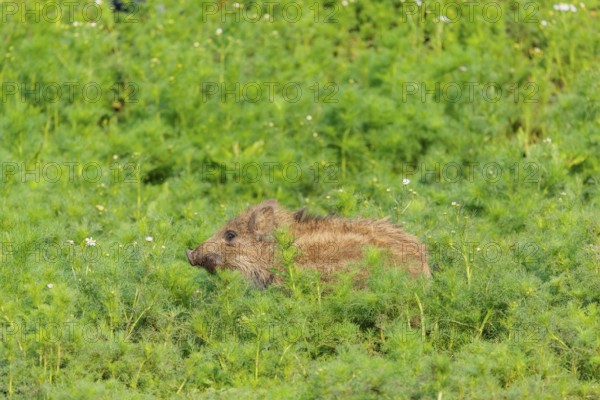 A wild boar piglet (Sus scrofa) stands in a field of wild chamomile (Matricaria chamomilla).