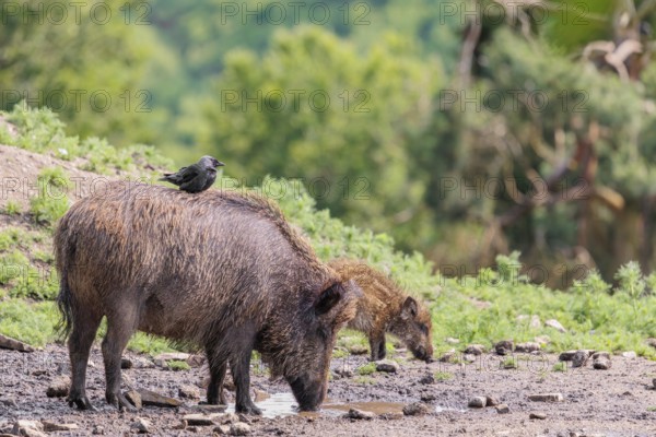 A jackdaw (Coloeus monedula) sits on the back of a wild boar (Sus scrofa). Bavaria, Germany