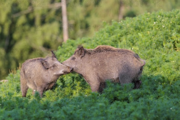 Two young wild boar (Sus scrofa) stand in a field of wild chamomile (Matricaria chamomilla),