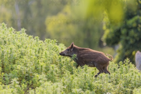 A young wild boar (Sus scrofa) stands in a field of wild chamomile (Matricaria chamomilla).