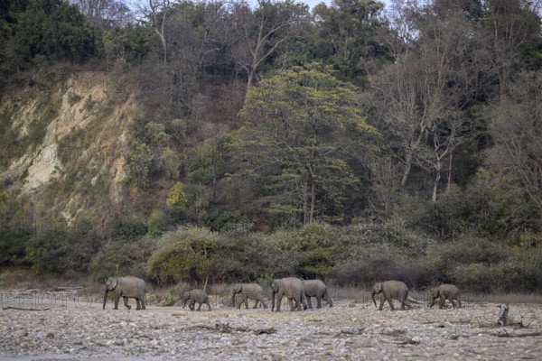 Indian elephants (Elephas maximus indicus), Corbett National Park, near Ramnagar, Uttarakhand