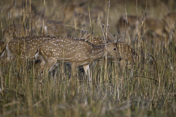 Axis deer or chitals (Axis axis) in tall grass, Corbett National Park, near Ramnagar, Uttarakhand